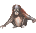 Orangutan ##STADE## - coat 41