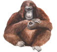 Orangutan ##STADE## - coat 41