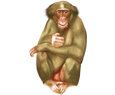 Macaque ##STADE## - coat 54