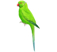 Green Parakeet ##STADE## - coat 72
