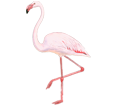 Pink Flamingo ##STADE## - coat 68