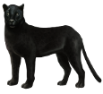 Black panther ##STADE## - coat 51