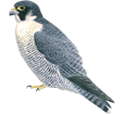 Peregrine Falcon ##STADE## - coat 29
